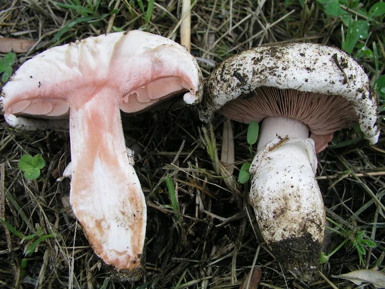 Agaricus  non comuni